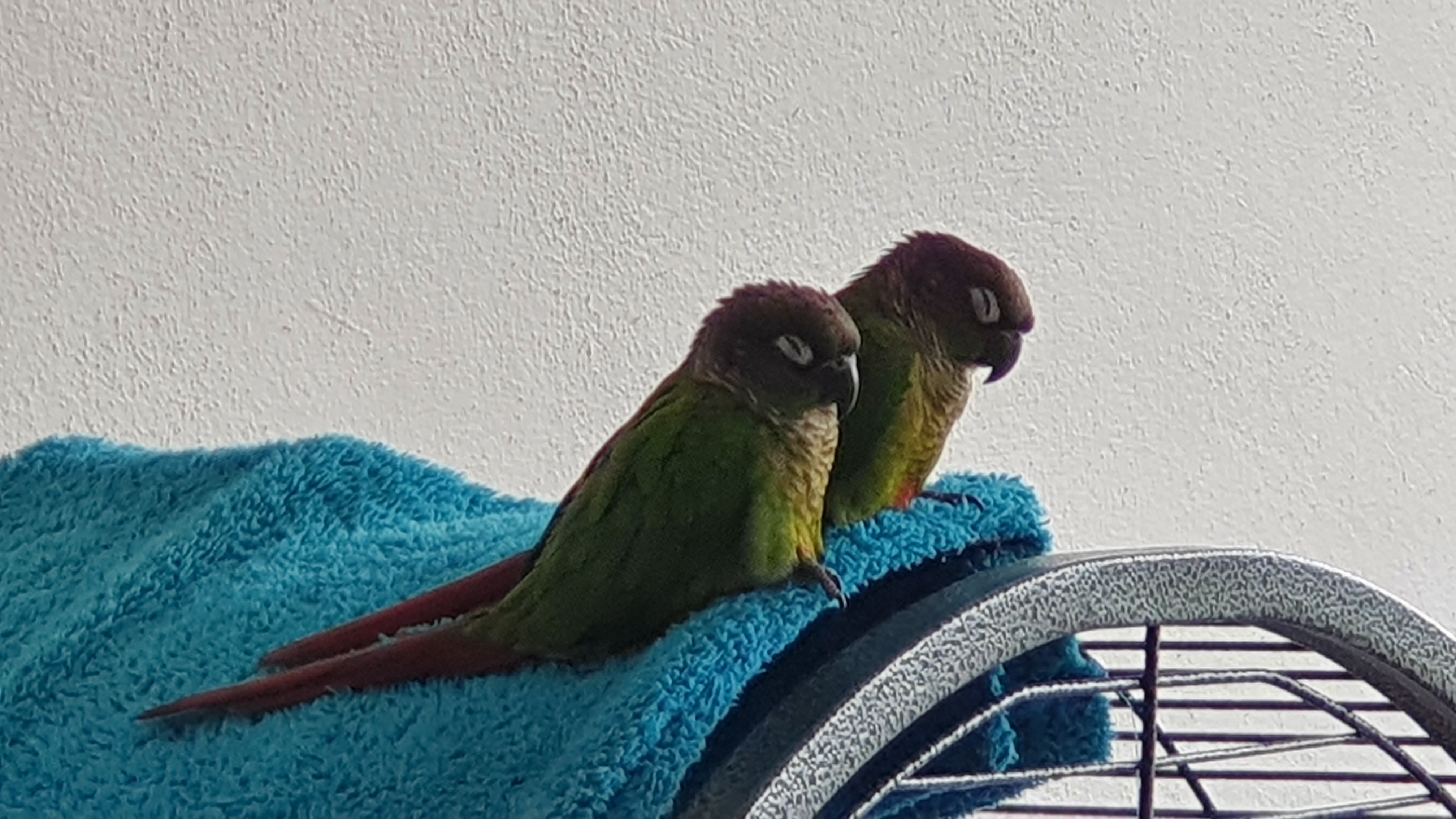 Maverick and Goose