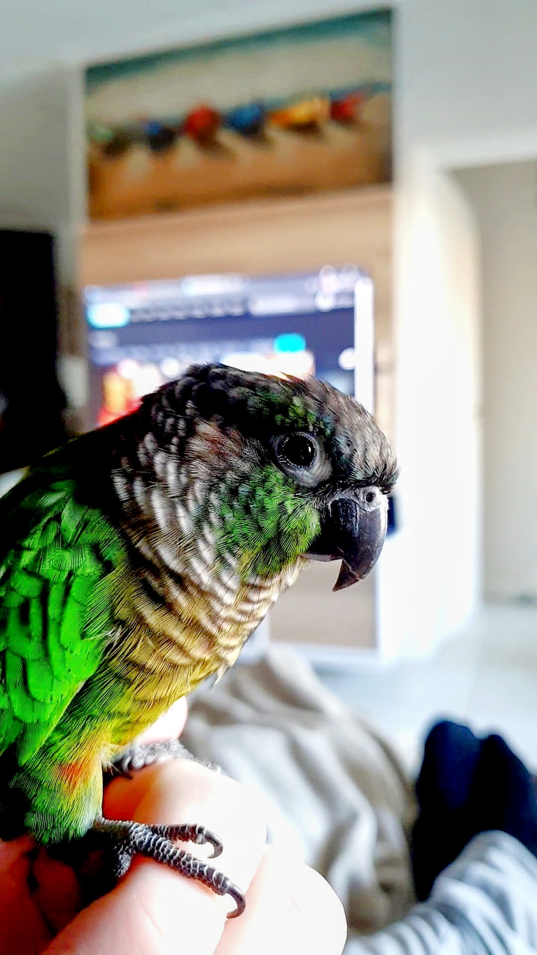 The flock