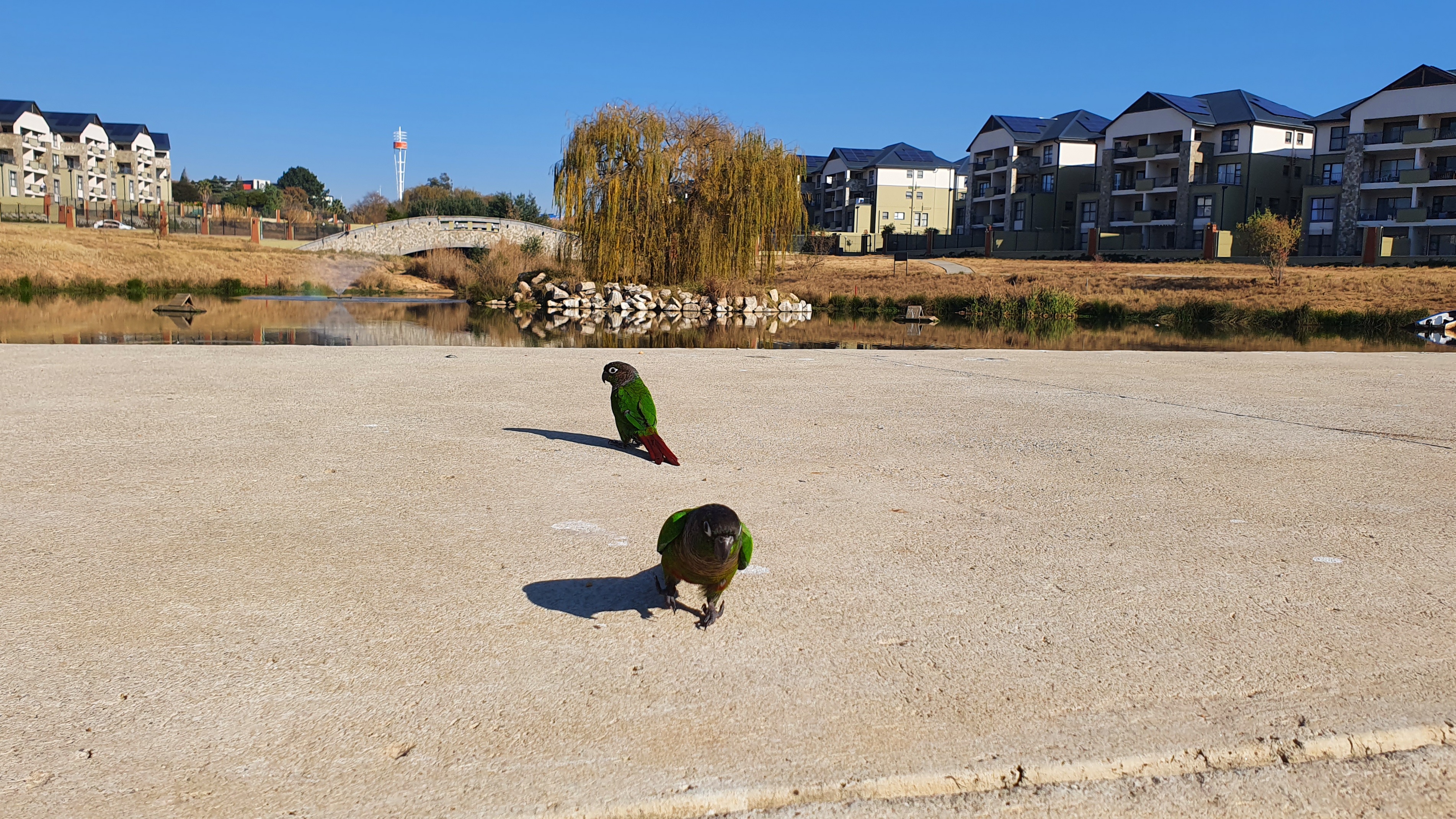 Conure posing