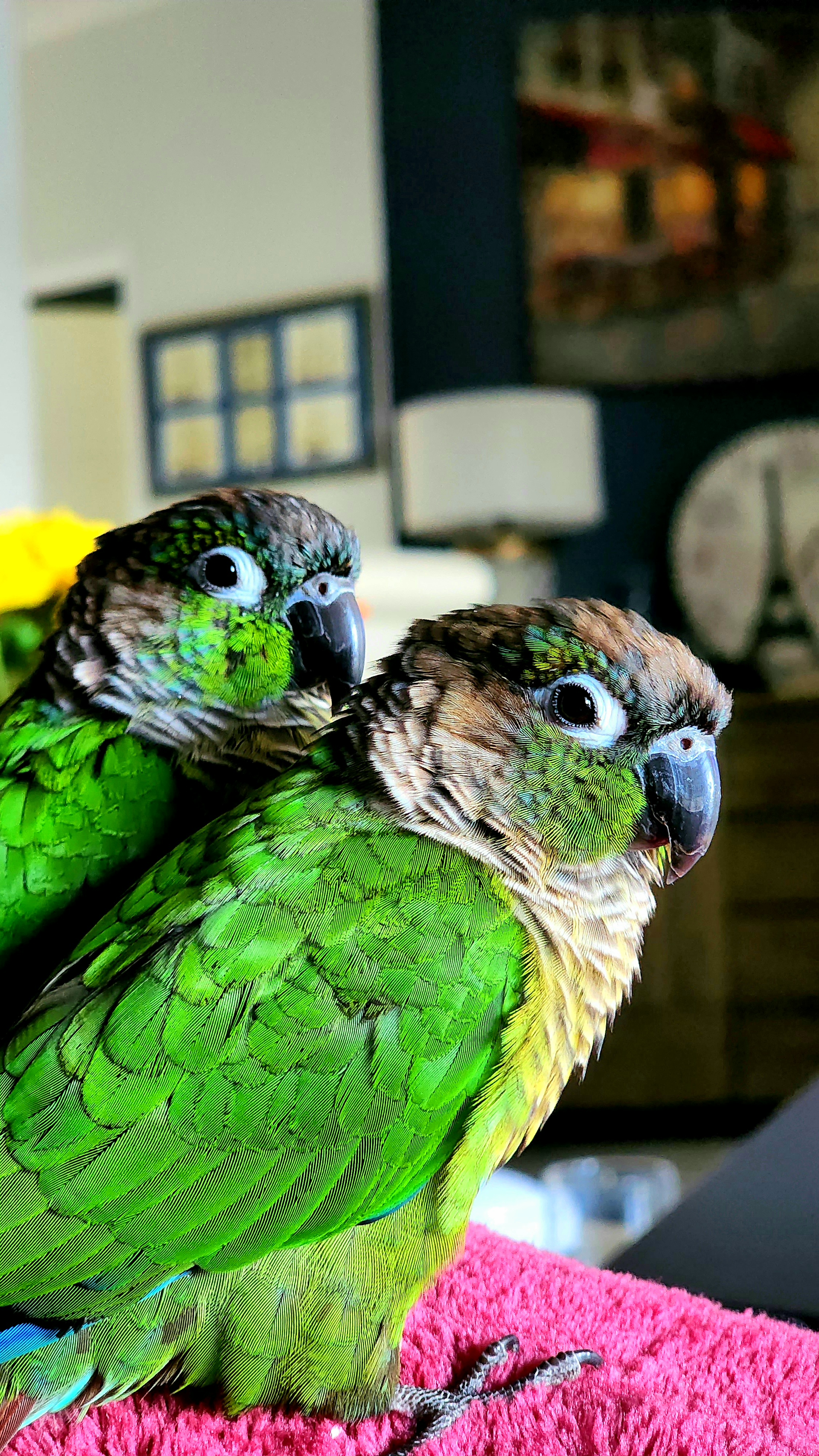 The flock