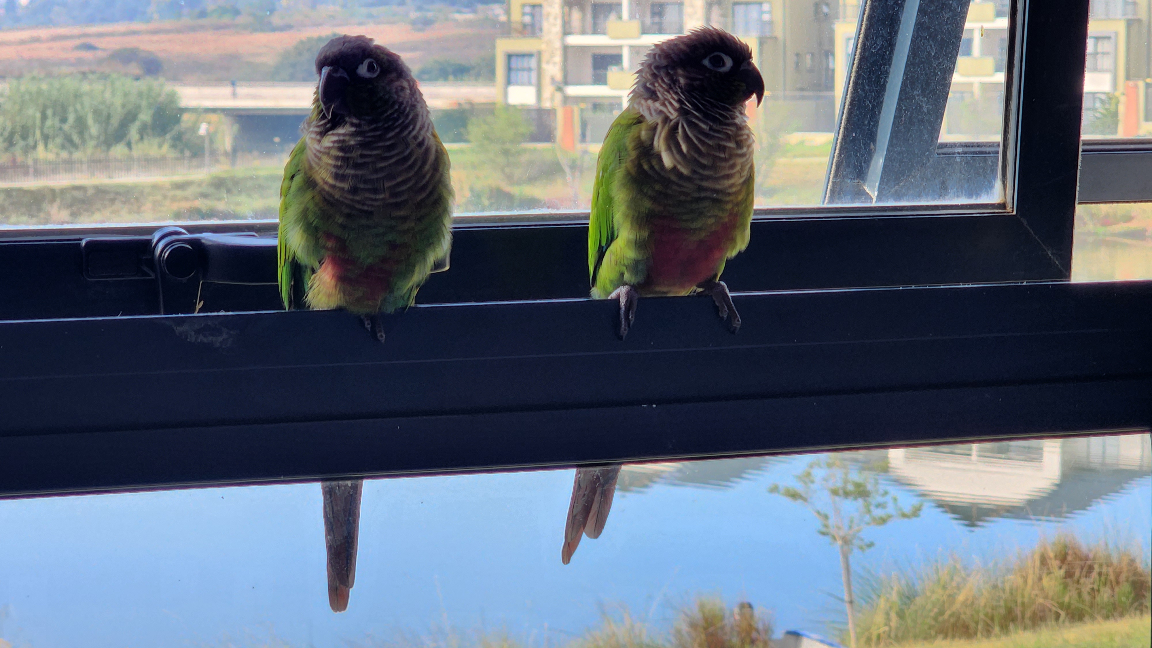 Morning with the birds