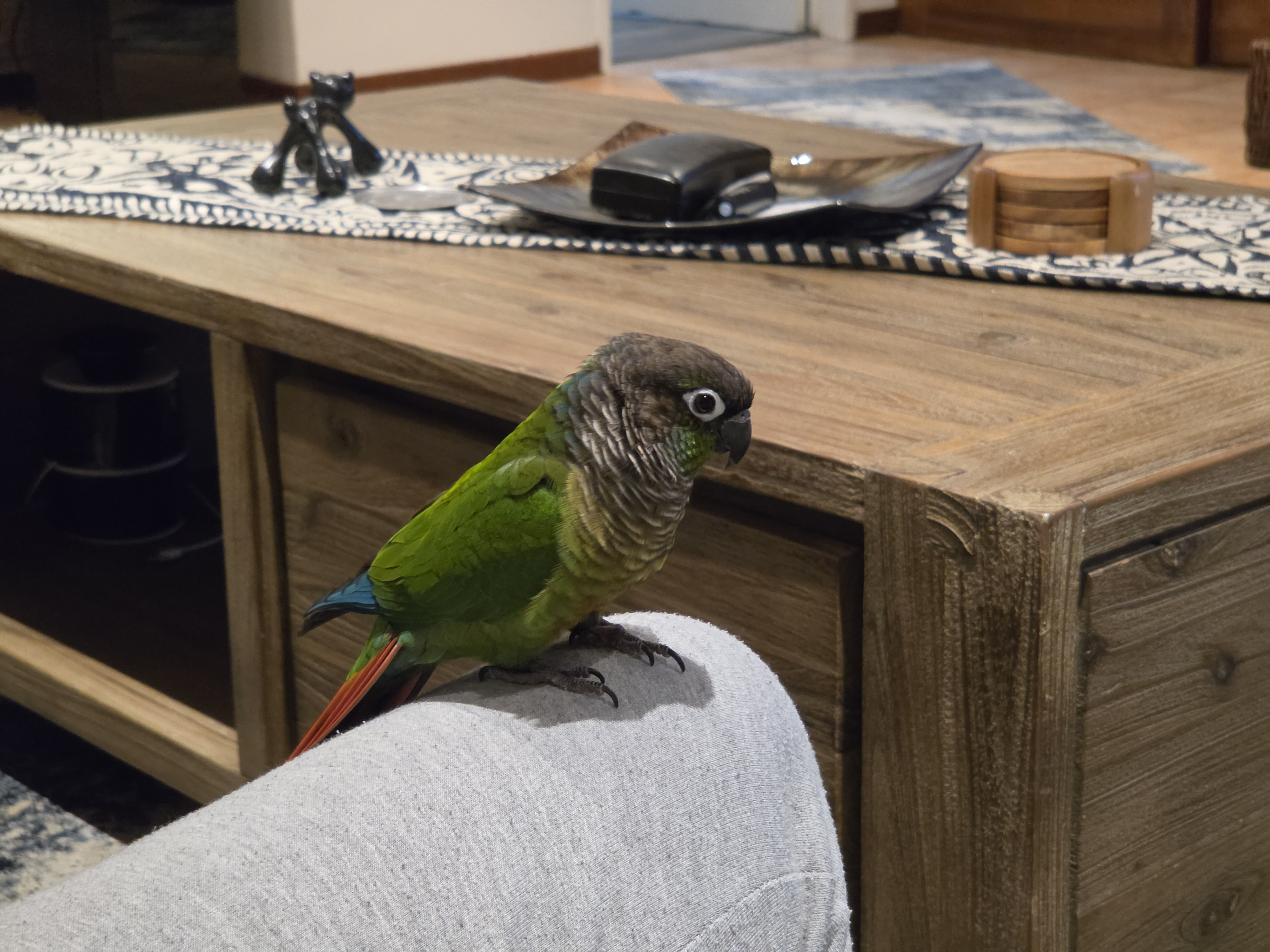 Latest flock photo