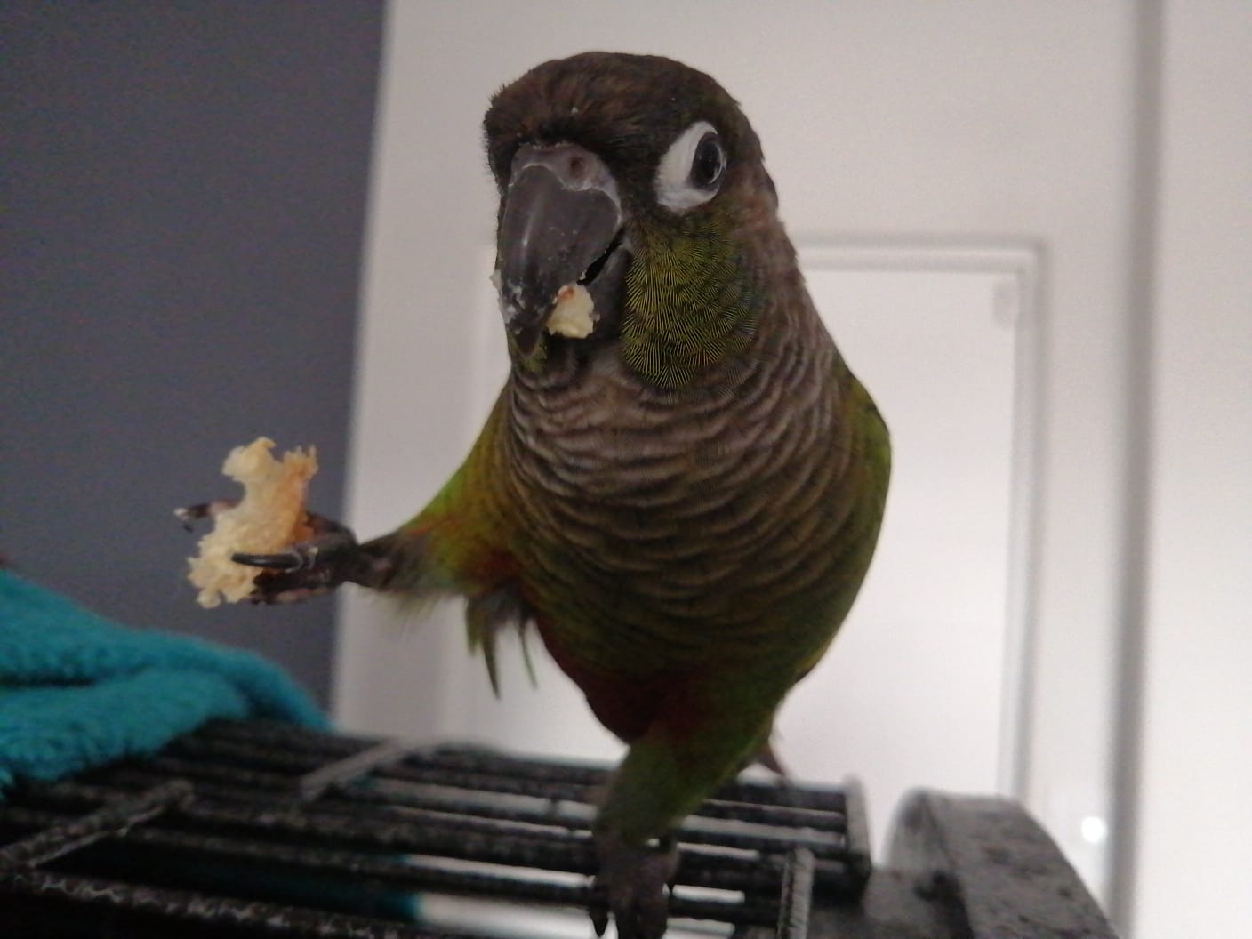Conure close-up