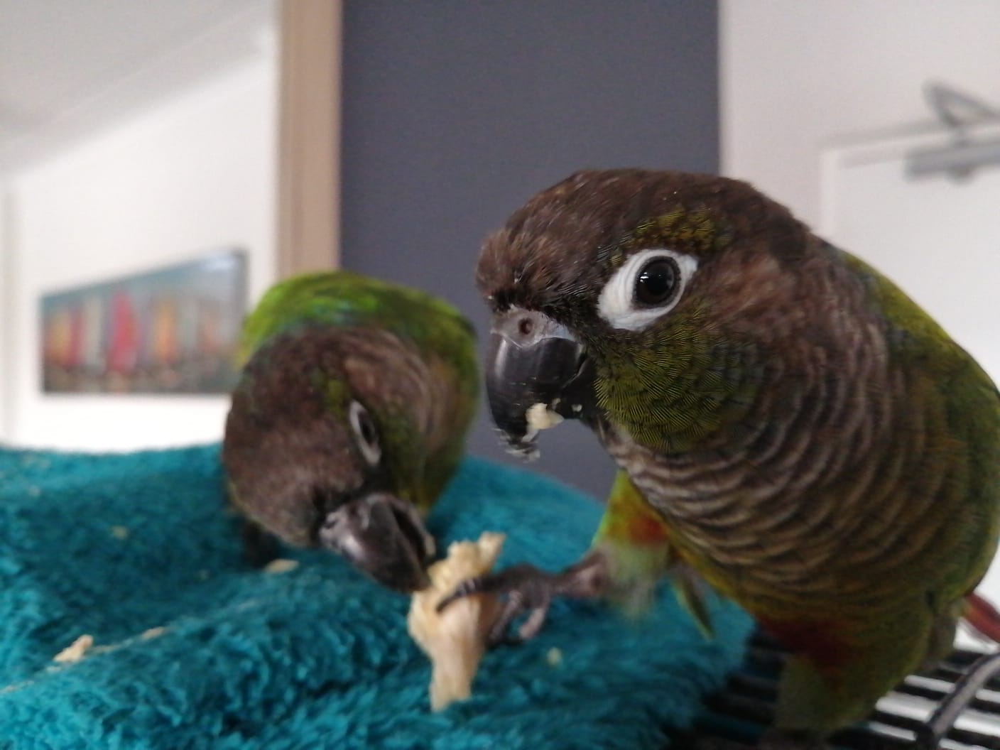 Bird moment