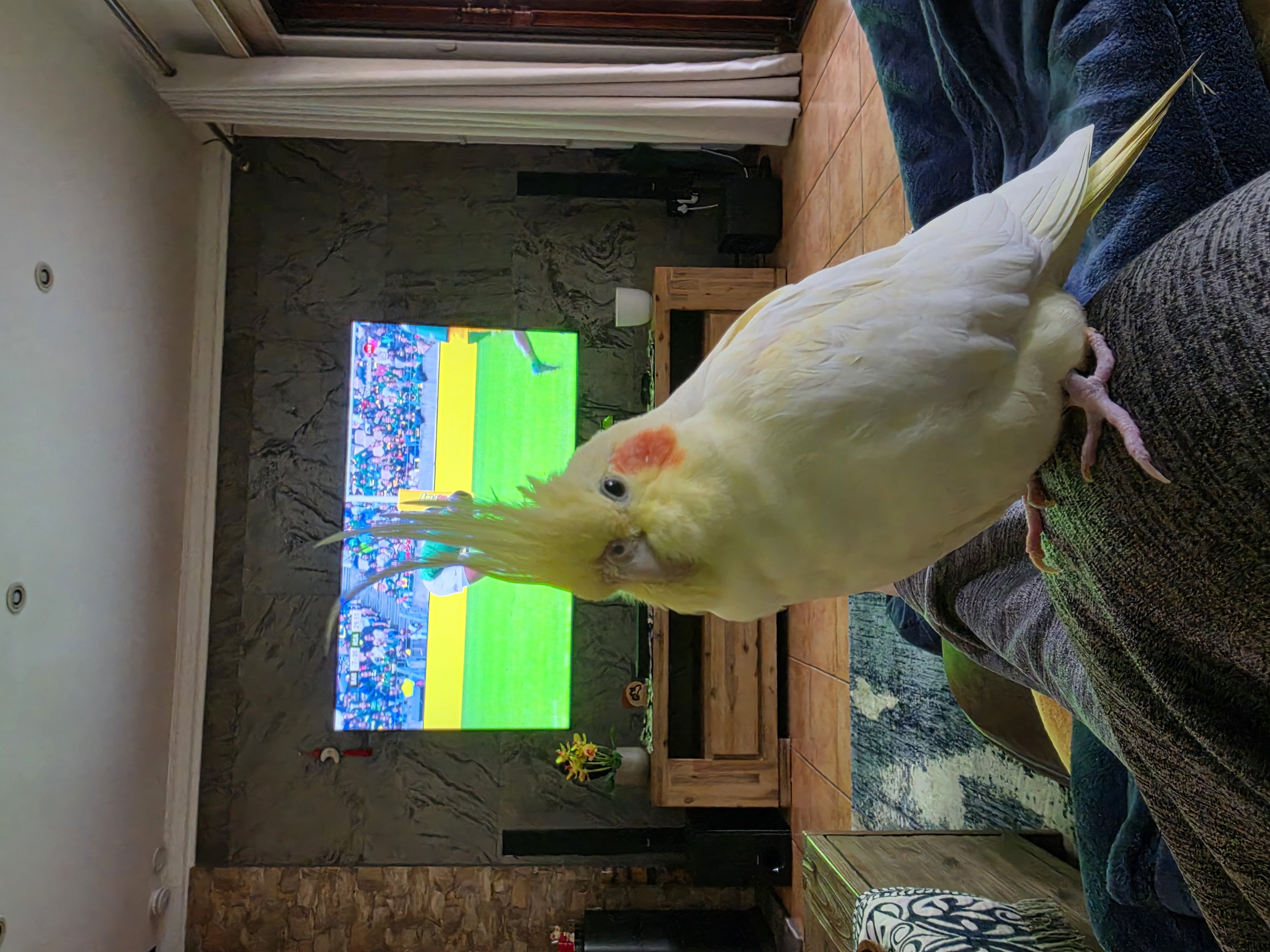 Viper, Yellow Cockatiel